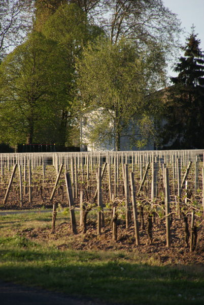 The vineyard and the garden of chateau Trotanoy view from our Groupey parcel 